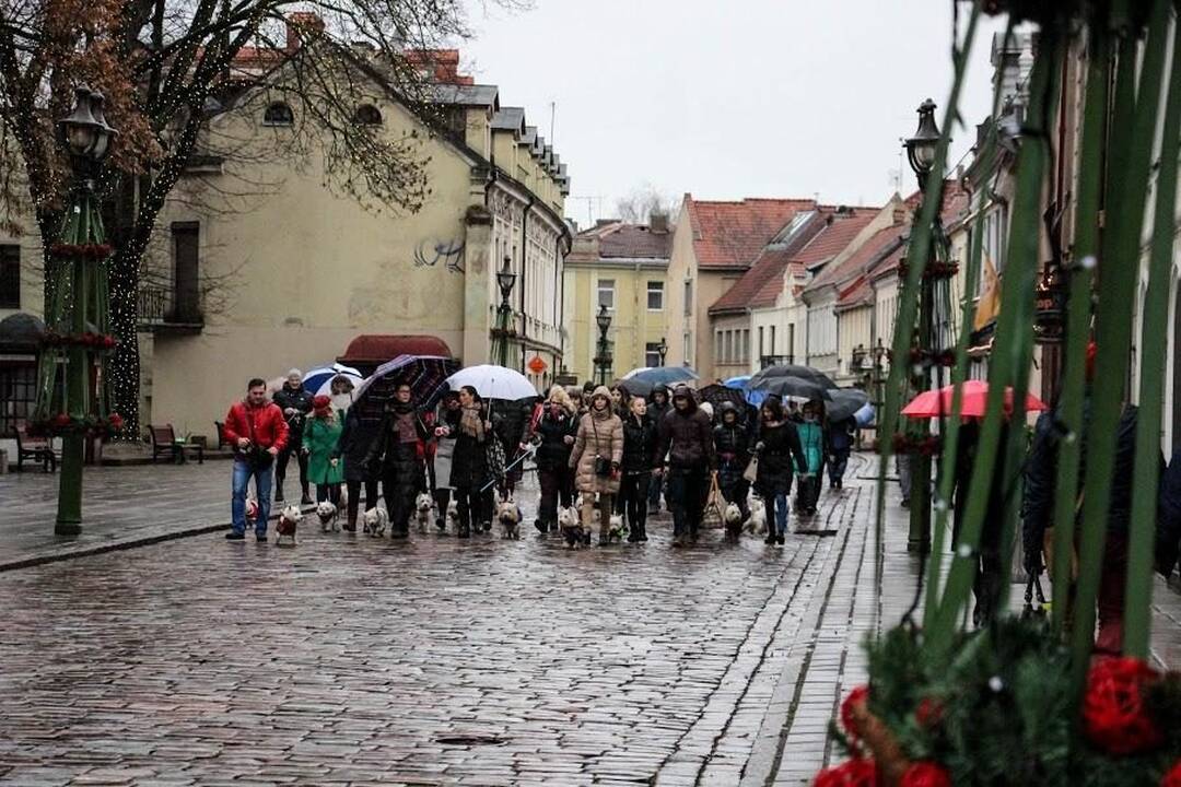 Renginys "Užuosk Kalėdas su Škotijos baltaisiais terjerais"
