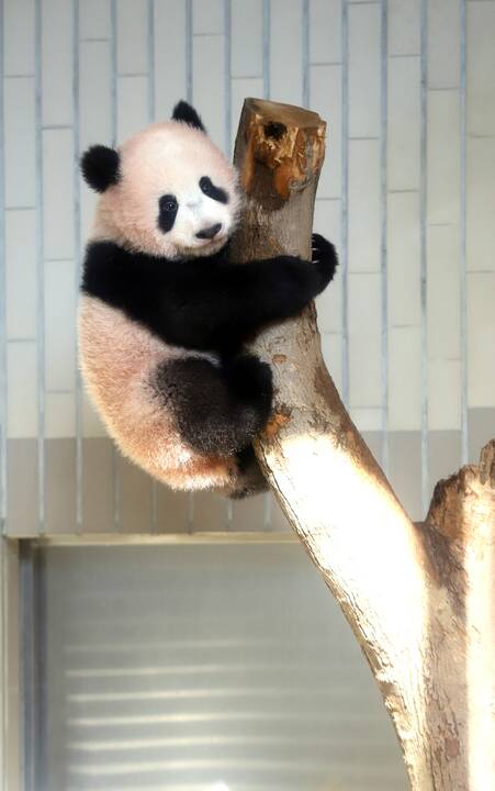 Japonijos zoologijos sode mažylė panda pirmą kartą debiutavo prieš kameras