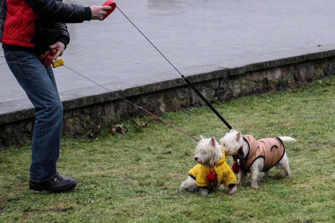 Renginys "Užuosk Kalėdas su Škotijos baltaisiais terjerais"