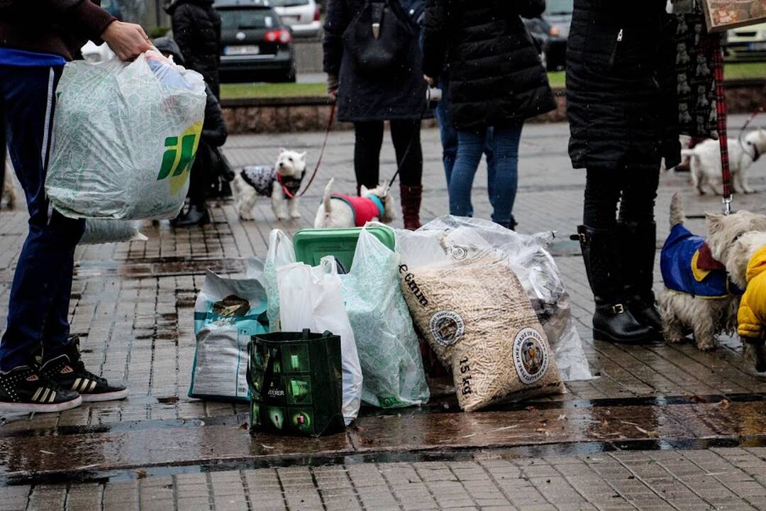 Renginys "Užuosk Kalėdas su Škotijos baltaisiais terjerais"