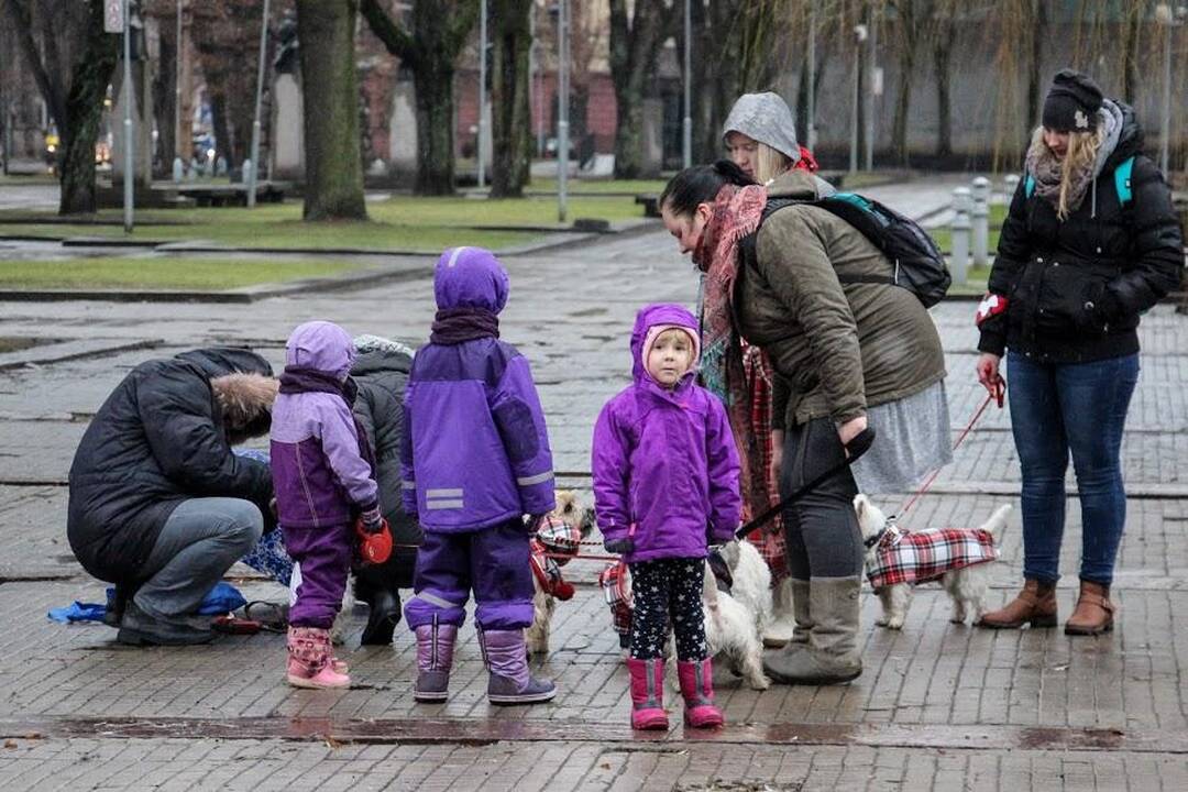 Renginys "Užuosk Kalėdas su Škotijos baltaisiais terjerais"