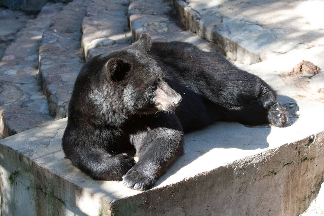 Ačiū už puikų laiką Zoologijos sode