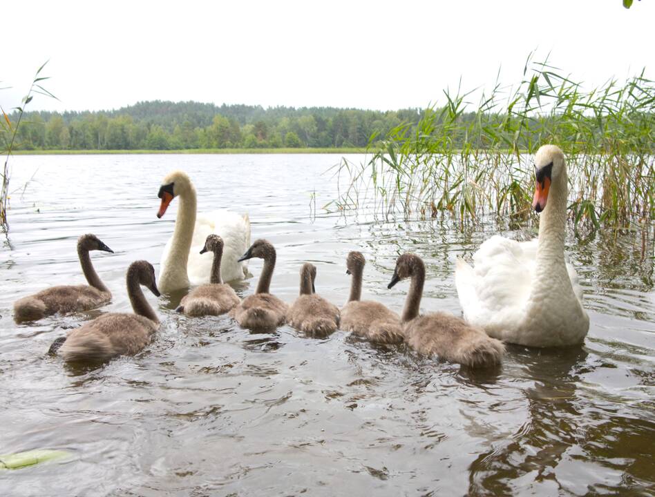 Trijų vardadienių dieną lietus neįkyrės