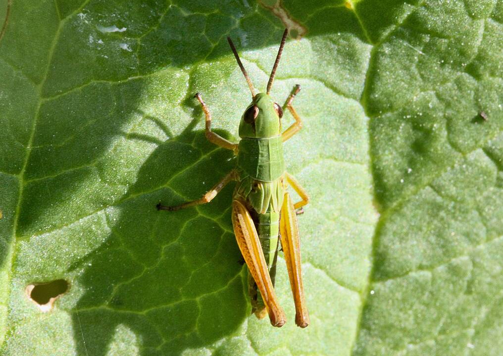 Šilumos ir saulės labiausiai laukia žiogai