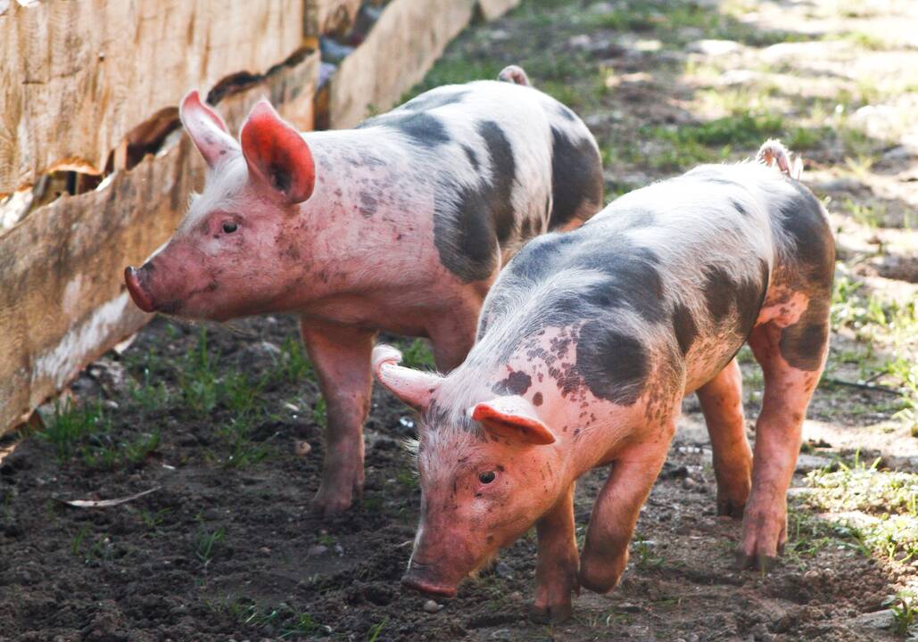 „Merkio agrofirma“ užstrigo apsaugos zonoje