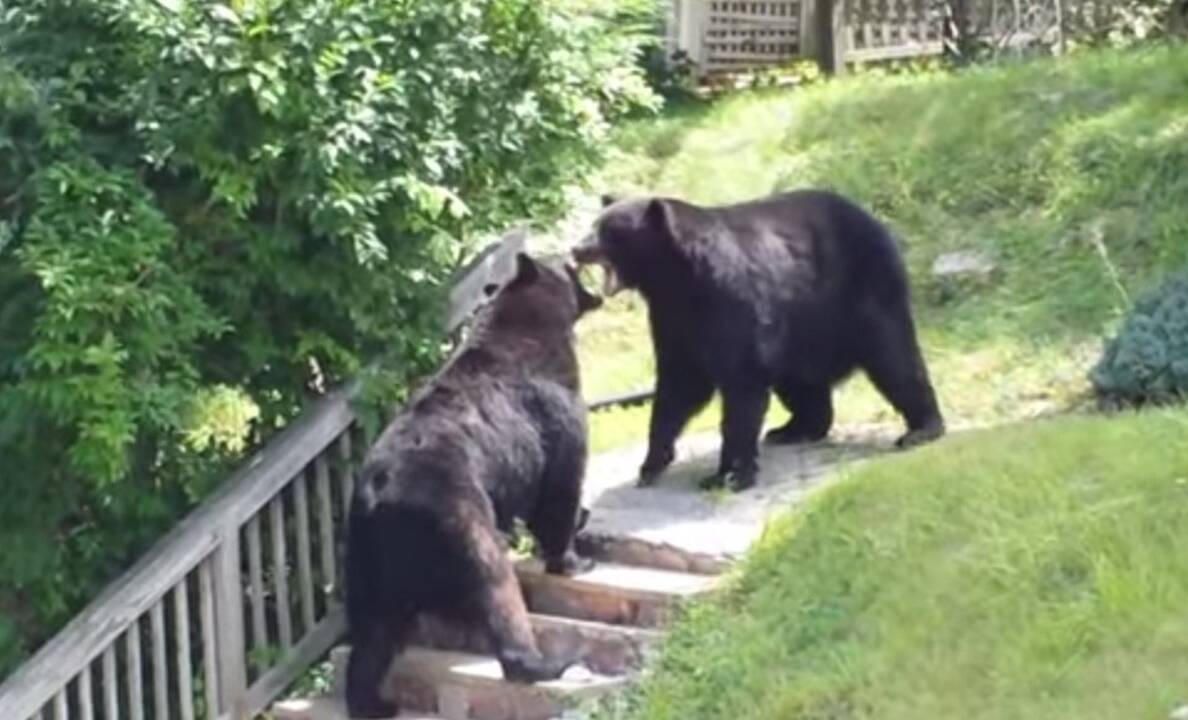 Danijos zoologijos sodas užmigdė du sveikus ruduosius lokius