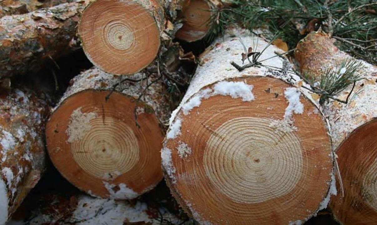 Černobylio avarijos pėdsakai vis dar "įaugę" medžiuose