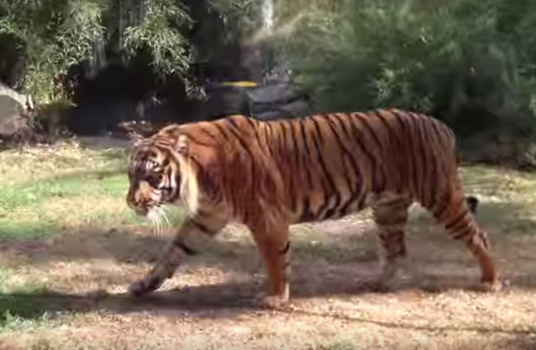 Vroclavo zoologijos sode tigras sudraskė prižiūrėtoją