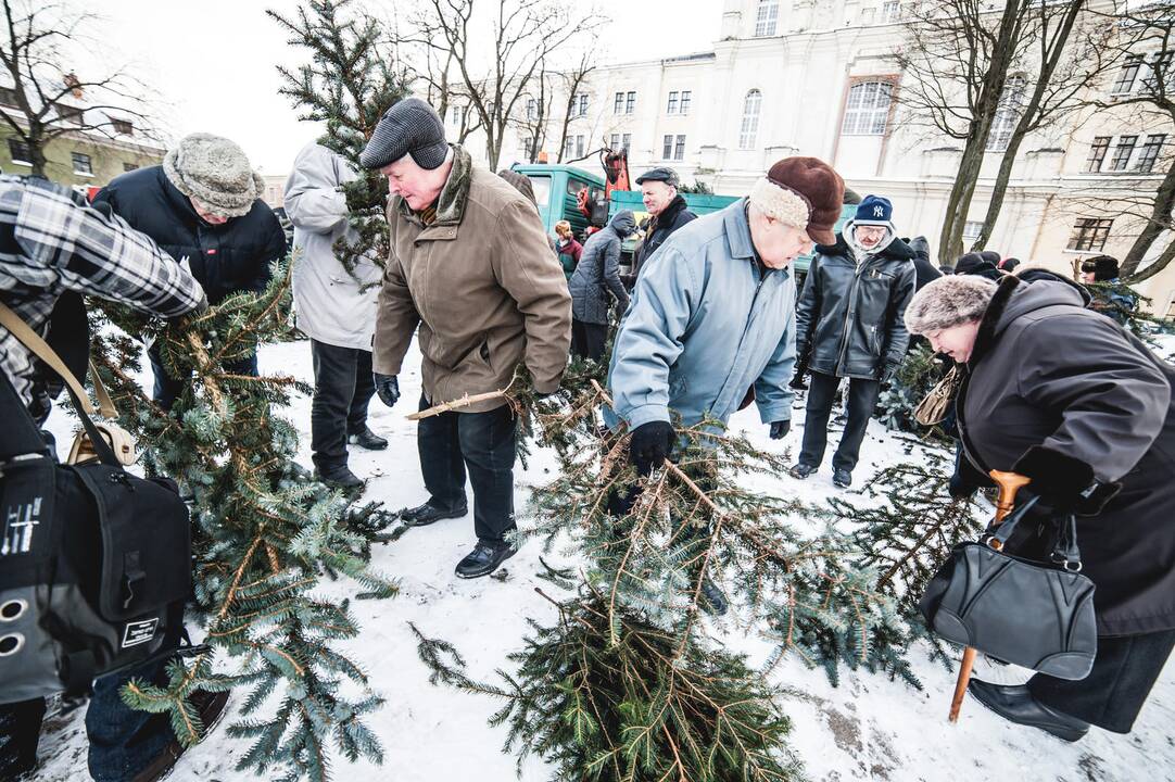 Miškininkai dalys eglių šakas