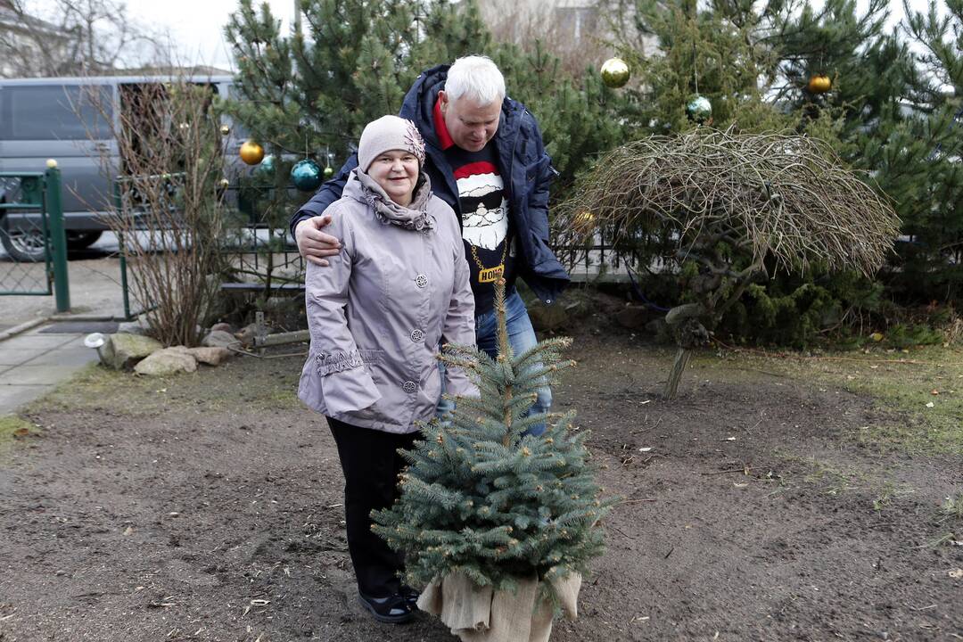 Meras dovanoja eglutę