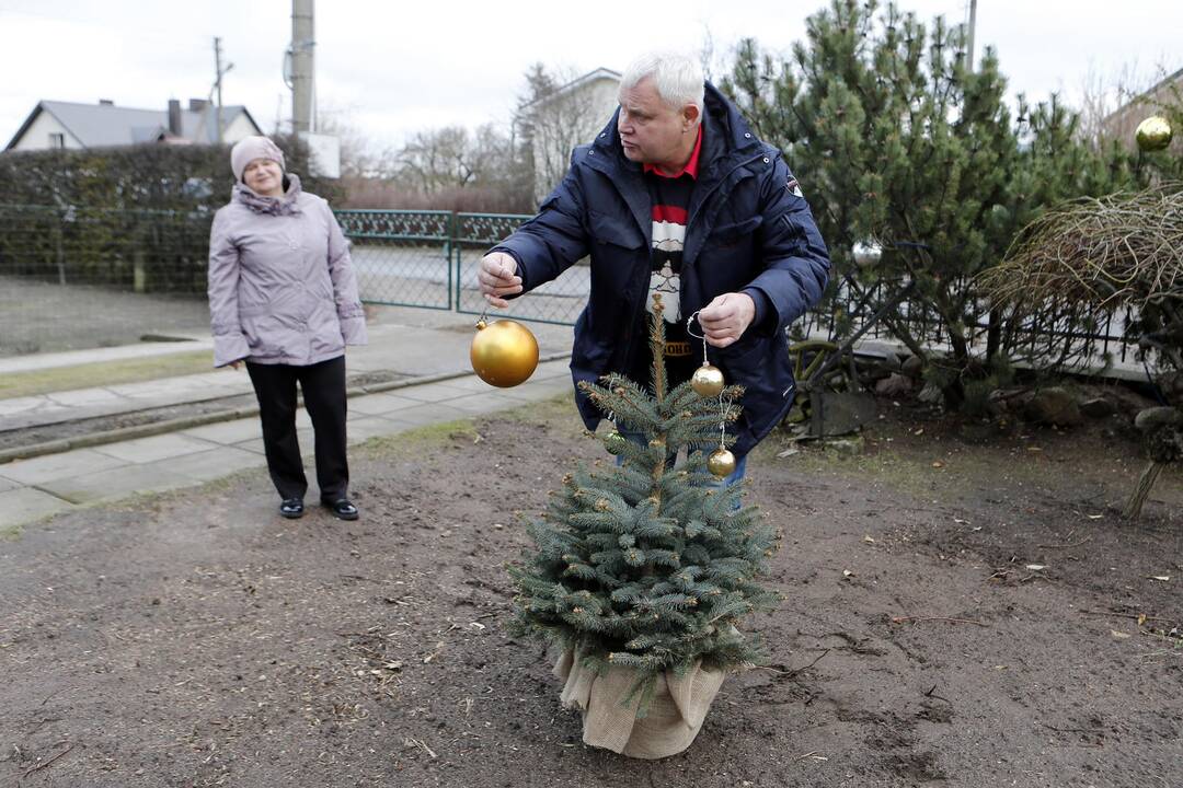 Meras dovanoja eglutę