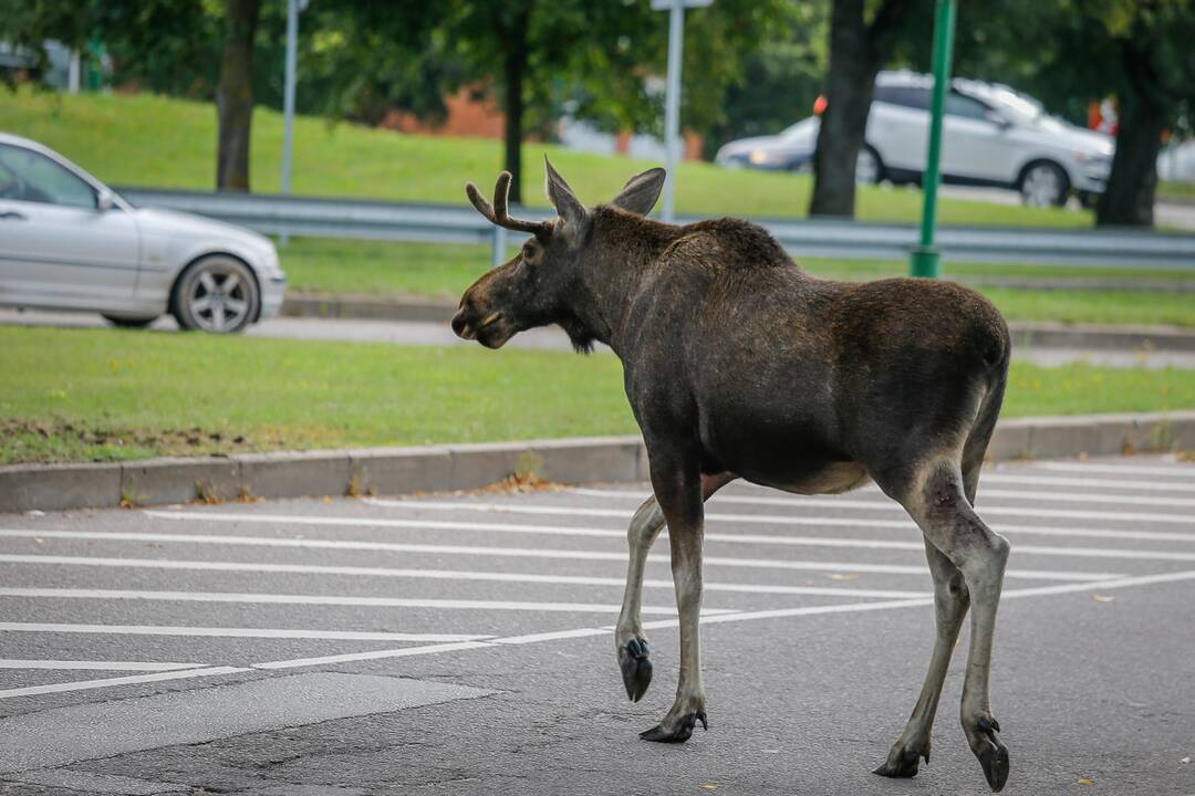 Briedis miesto gatvėmis