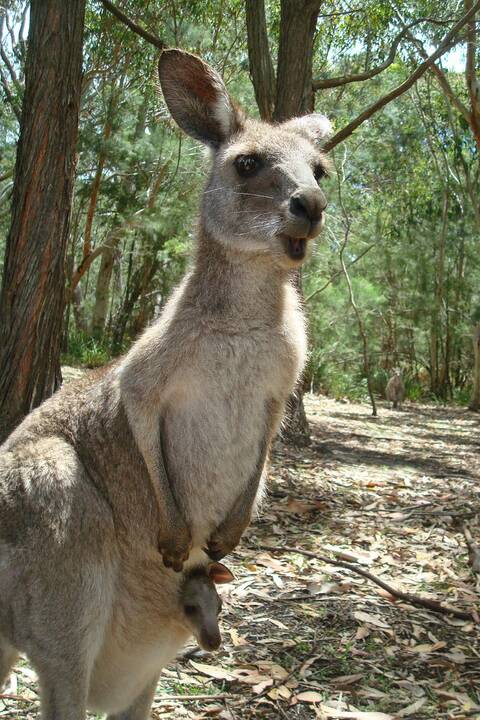 Klaipėdietis laimę atrado Australijoje