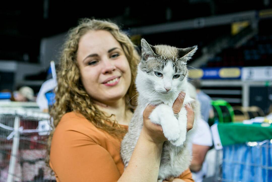 Kačių paroda "Baltic Winner CAT show"