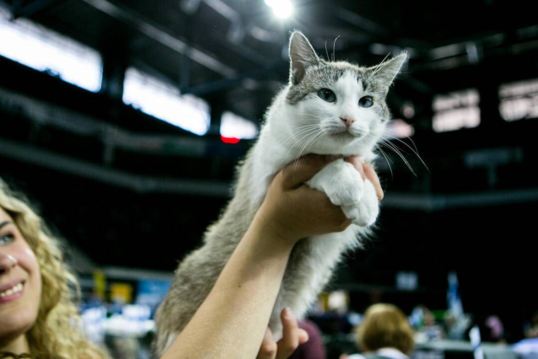 Kačių paroda "Baltic Winner CAT show"