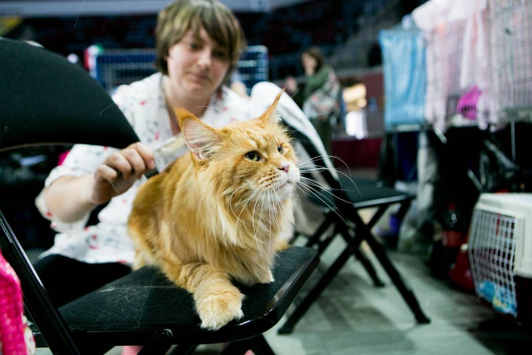 Kačių paroda "Baltic Winner CAT show"