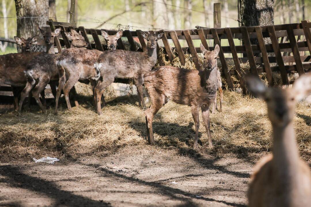 Vacys Lekevičius ir jo ūkis