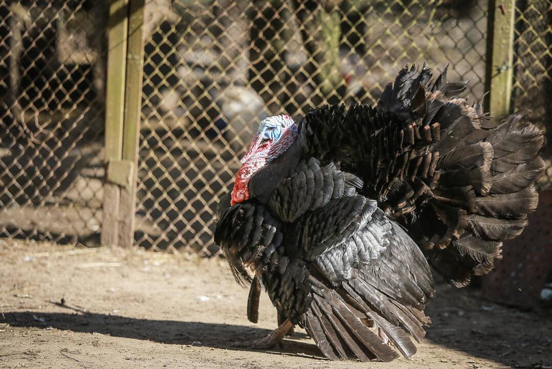 Vacys Lekevičius ir jo ūkis