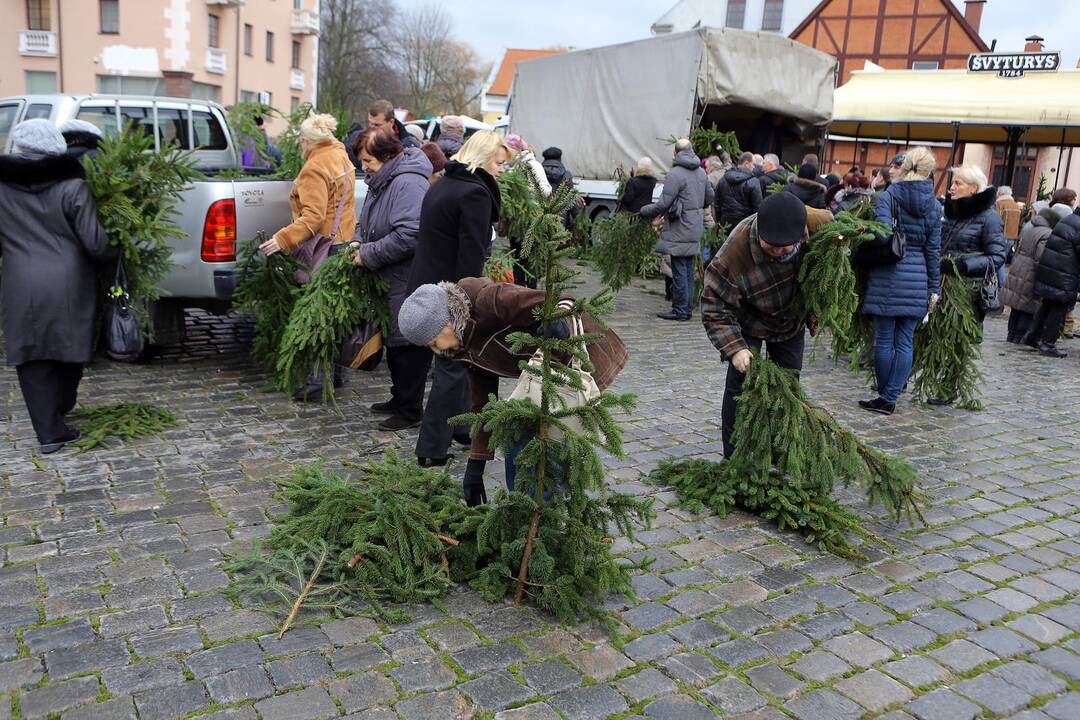 Dalinamos eglės šakos