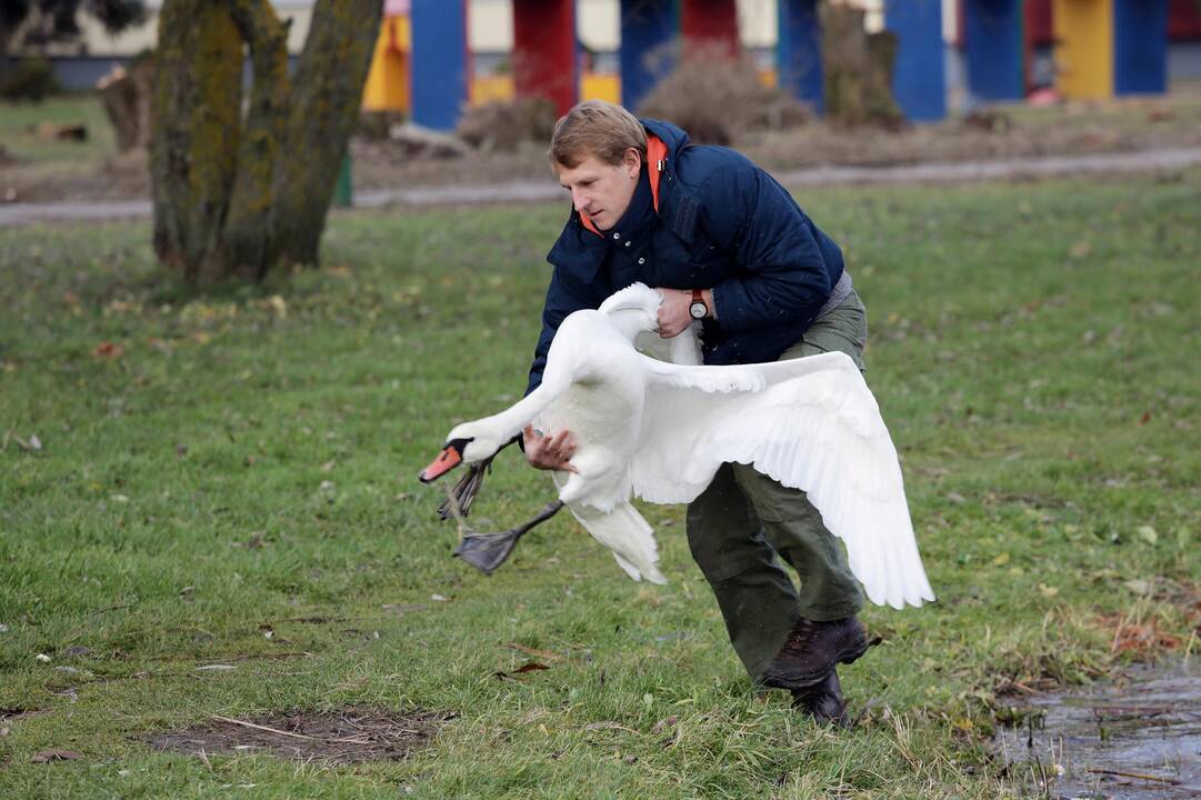 Susivieniję klaipėdiečiai gelbėjo gulbę