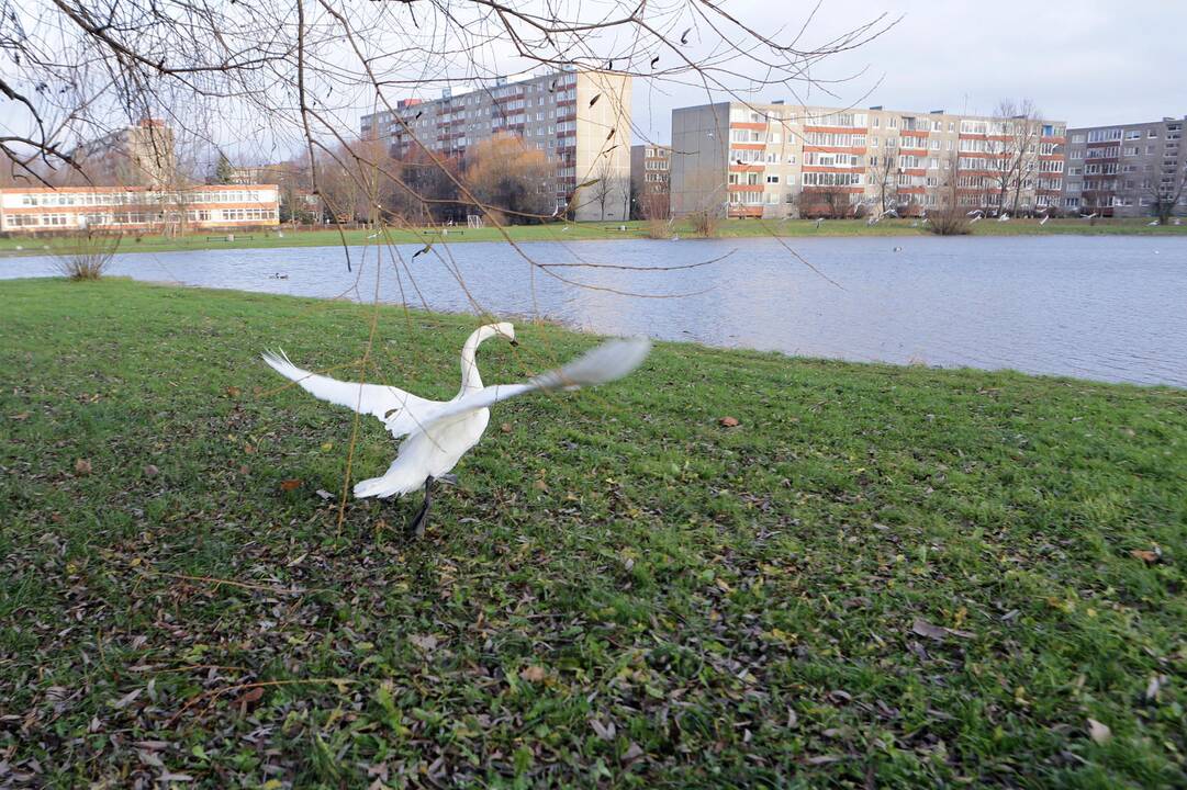 Susivieniję klaipėdiečiai gelbėjo gulbę