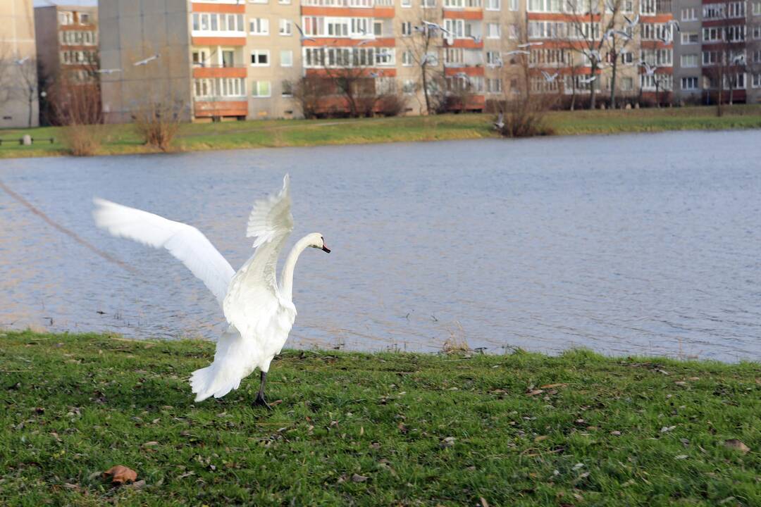 Susivieniję klaipėdiečiai gelbėjo gulbę