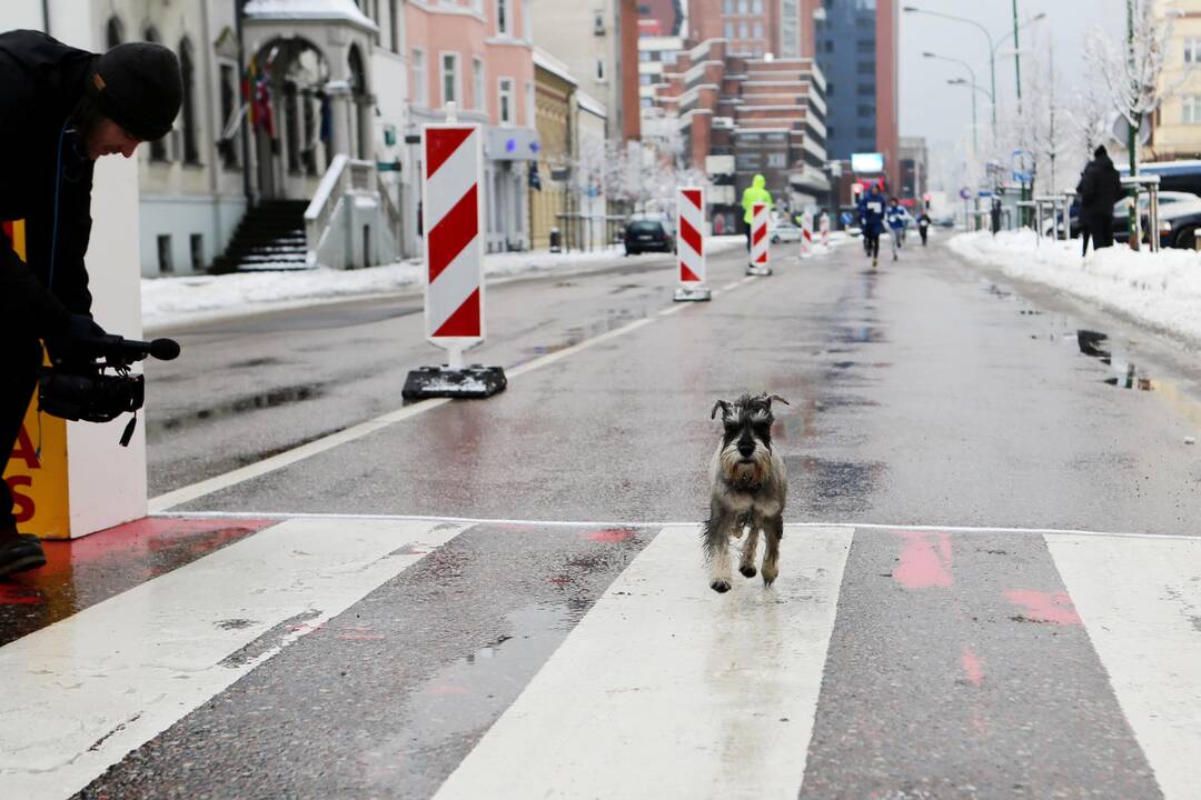 Tradicinis bėgimas "Laisvės kelias"