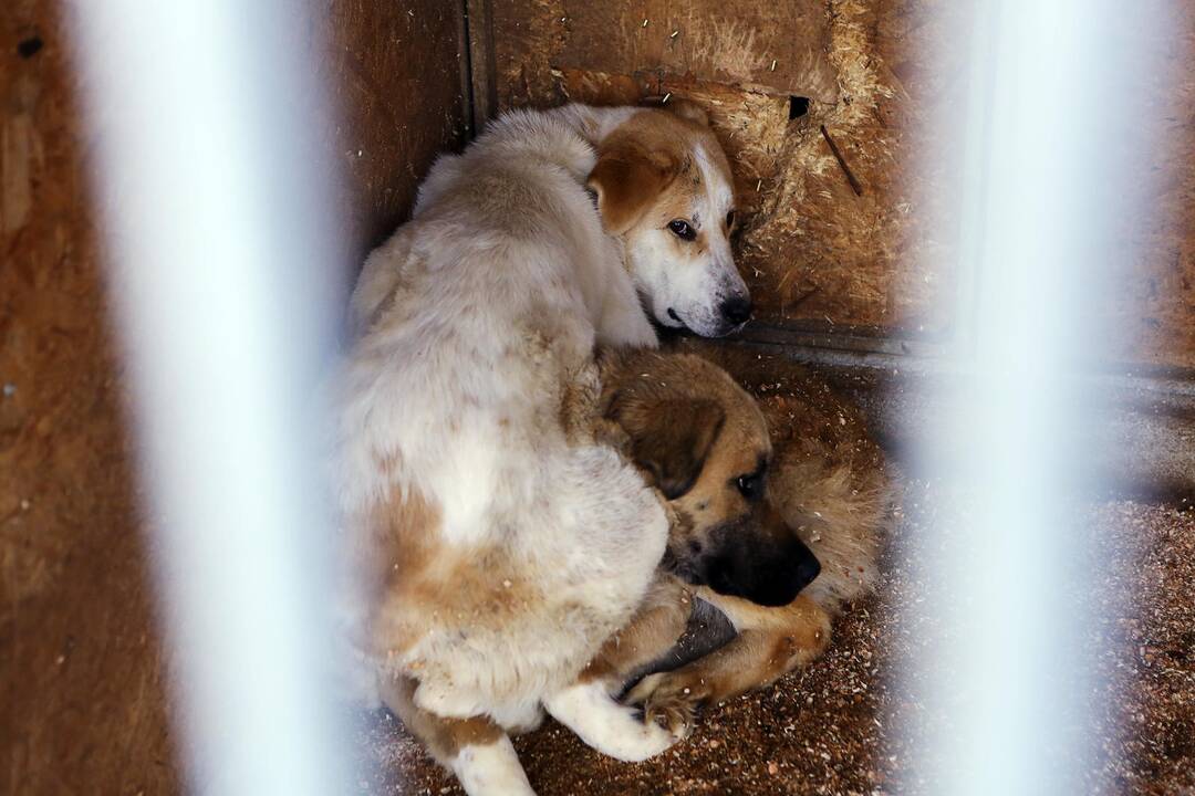 Veterinarų patikrinimas "Nuaras" gyvūnų prieglaudoje