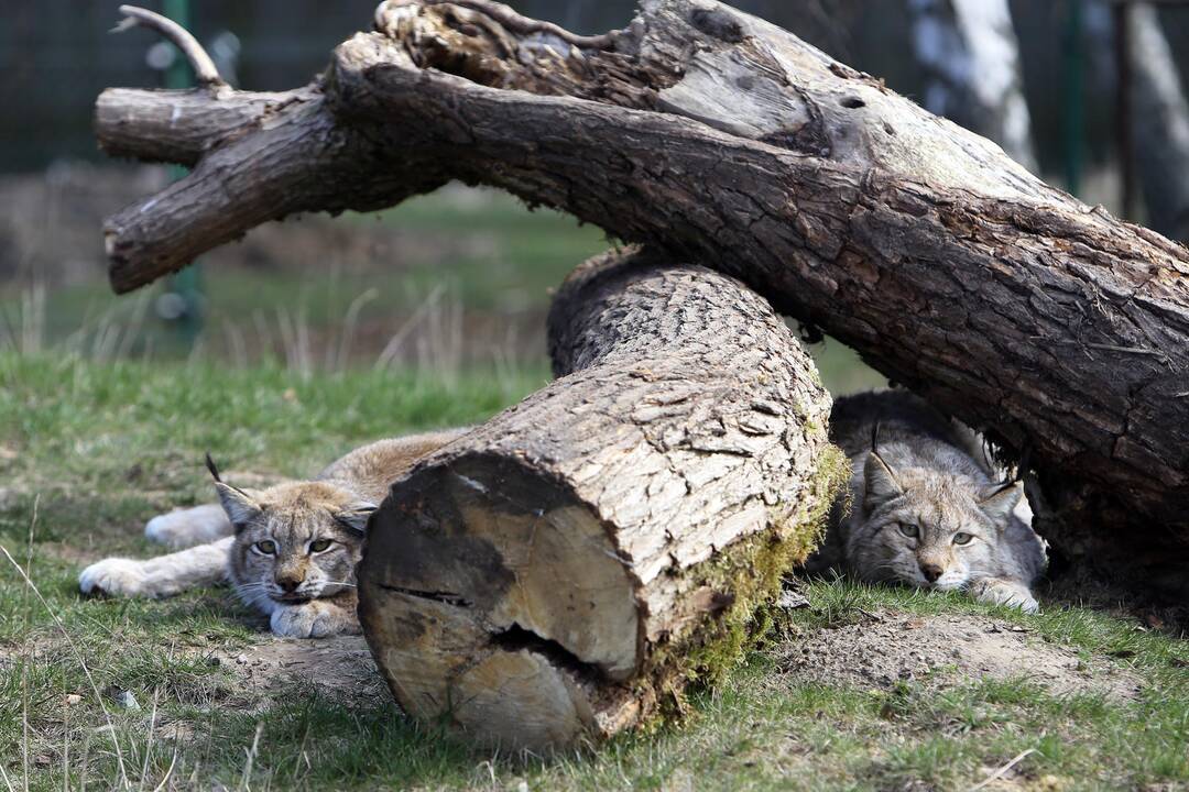 Zoologijos sode - nauji gyventojai