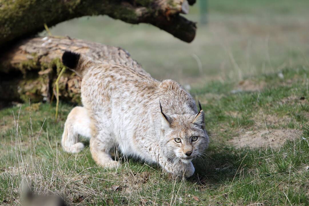 Zoologijos sode - nauji gyventojai