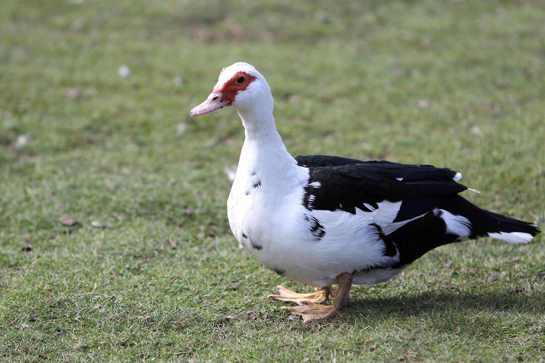 Zoologijos sode - nauji gyventojai
