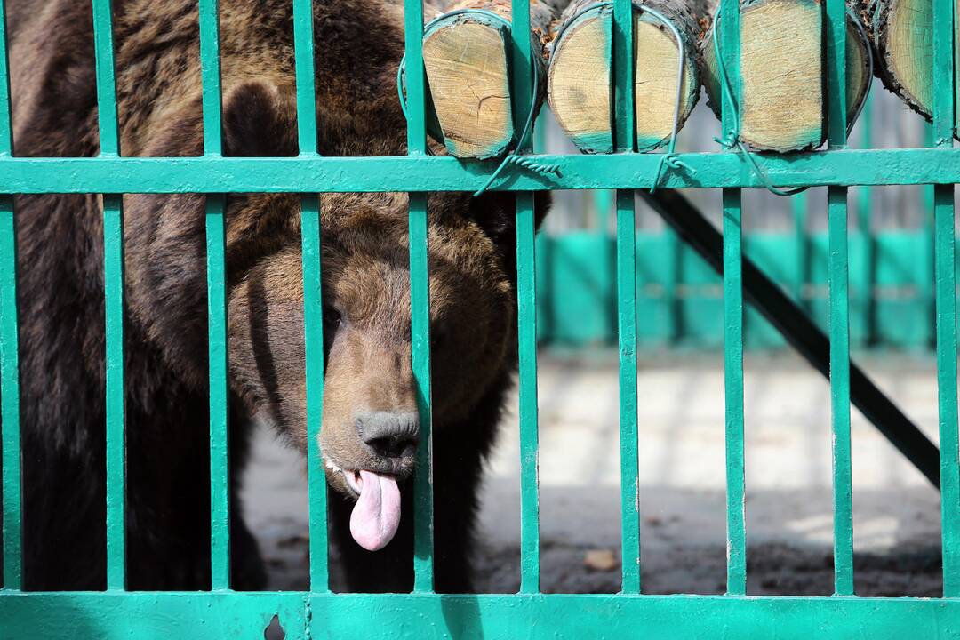 Zoologijos sode - nauji gyventojai