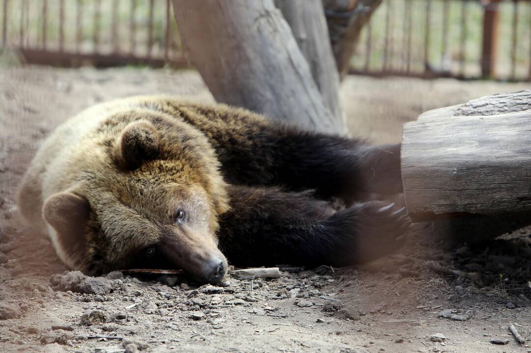 Zoologijos sode - nauji gyventojai