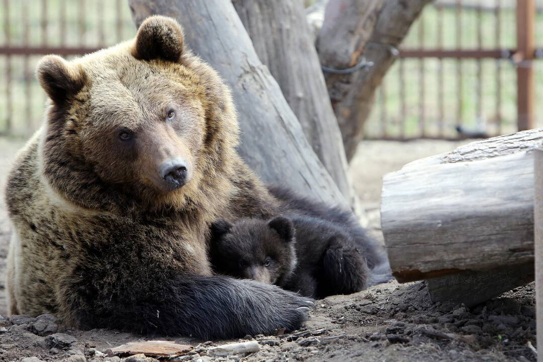 Zoologijos sode - nauji gyventojai