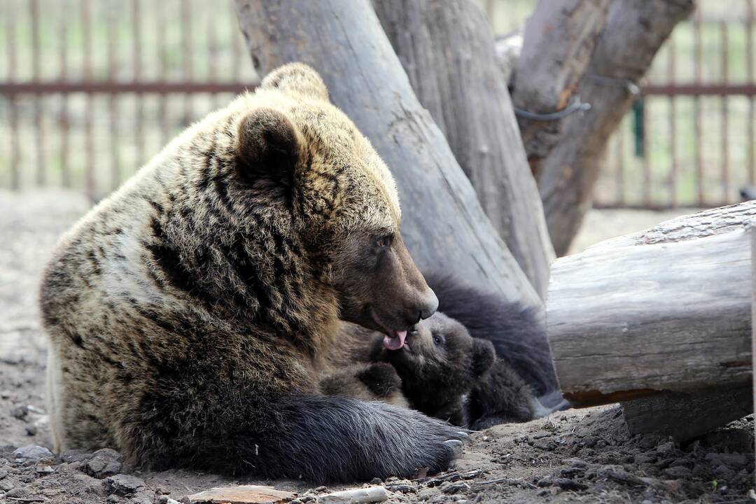 Zoologijos sode - nauji gyventojai