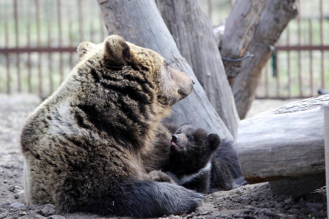 Zoologijos sode - nauji gyventojai