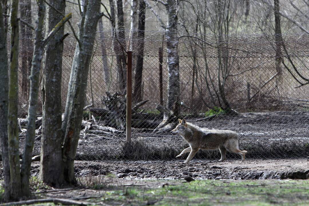 Zoologijos sode - nauji gyventojai