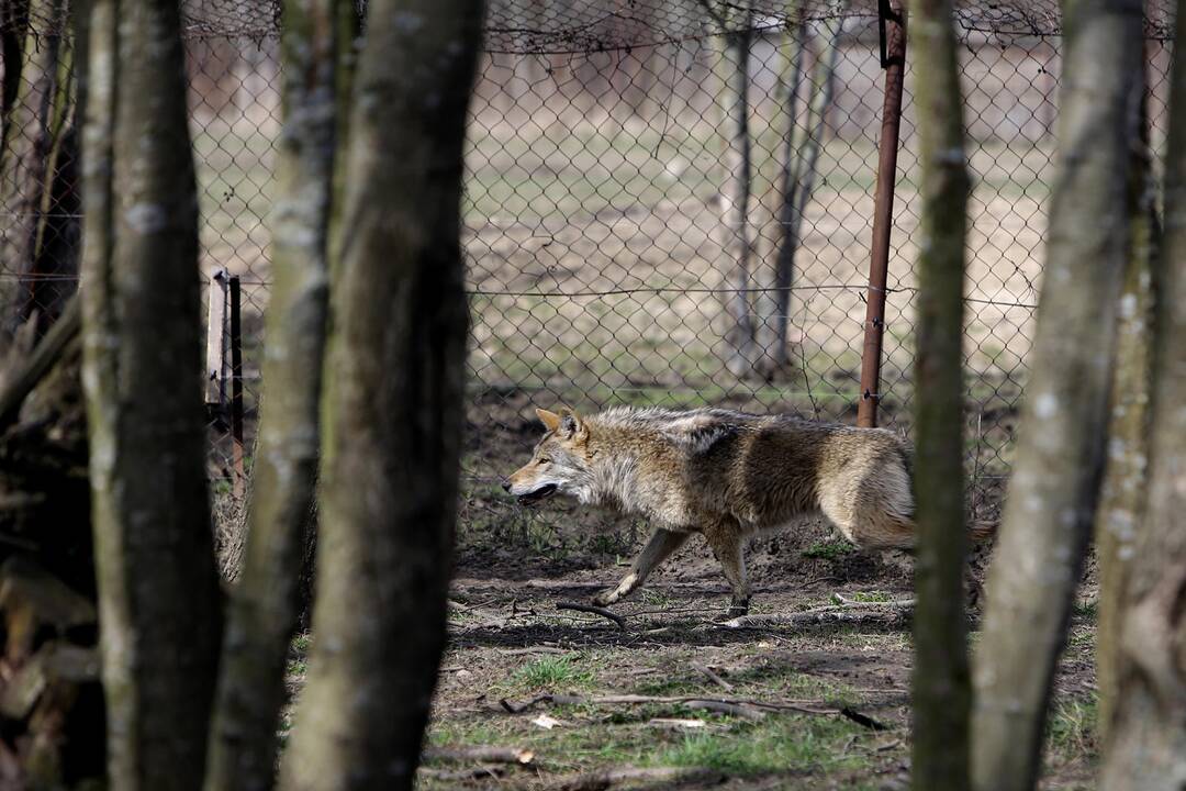 Zoologijos sode - nauji gyventojai