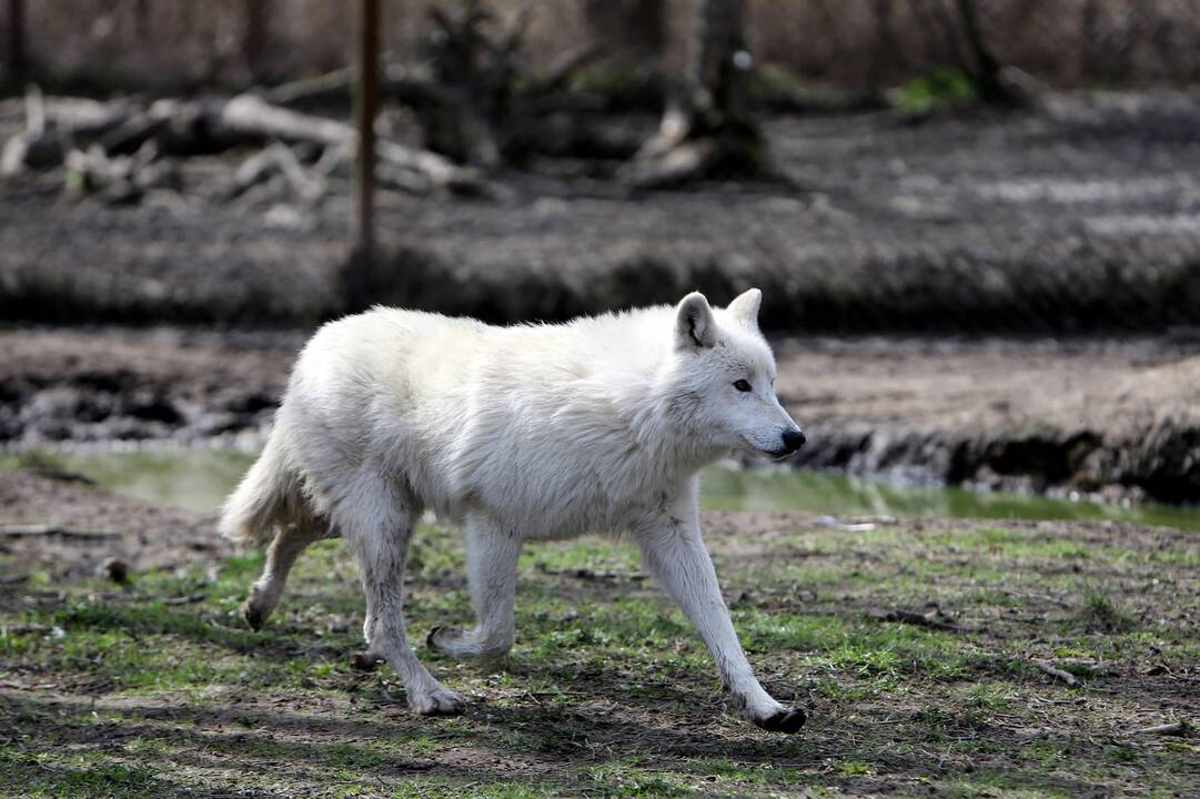 Zoologijos sode - nauji gyventojai