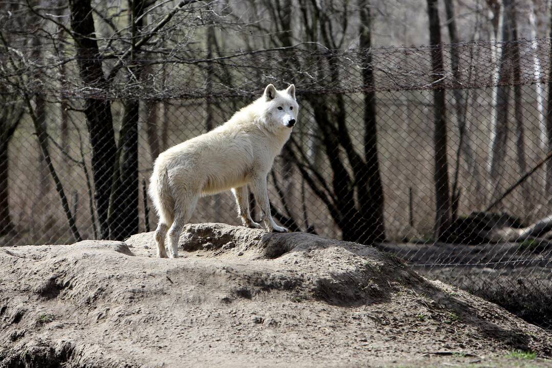 Zoologijos sode - nauji gyventojai