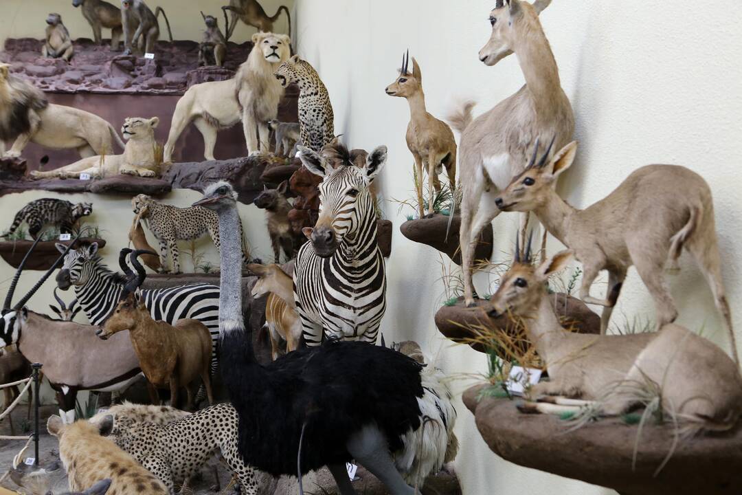 Zoologijos sode - nauji gyventojai