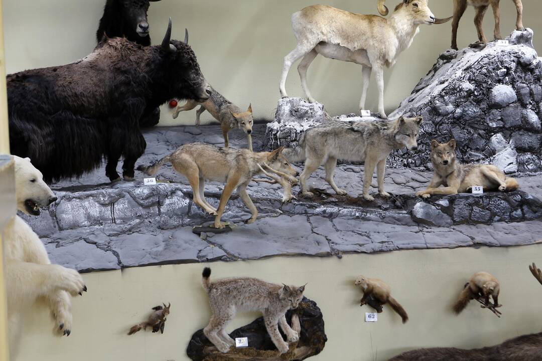 Zoologijos sode - nauji gyventojai