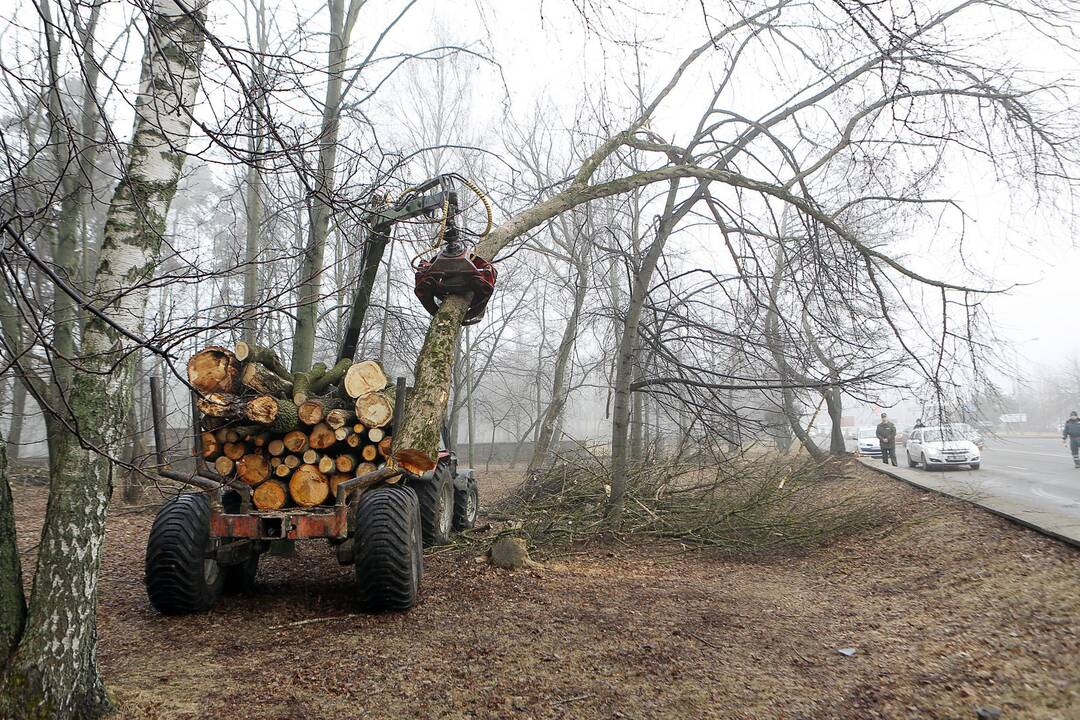 Poilsio parke kertami medžiai