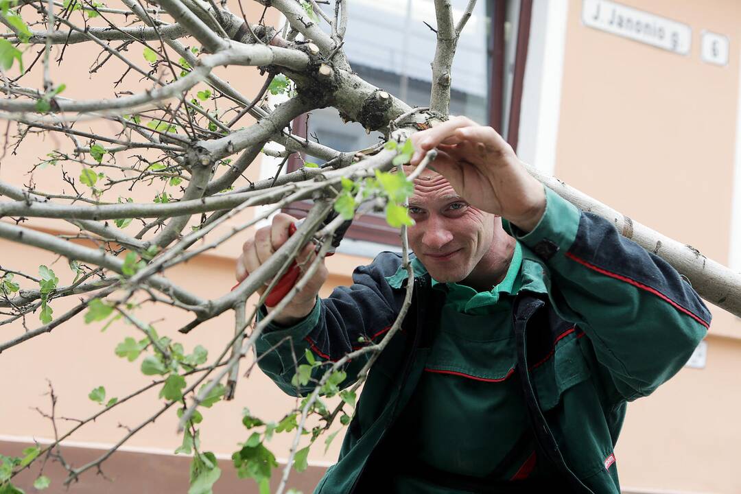 J. Janonio gatvėje jau sodinami medžiai