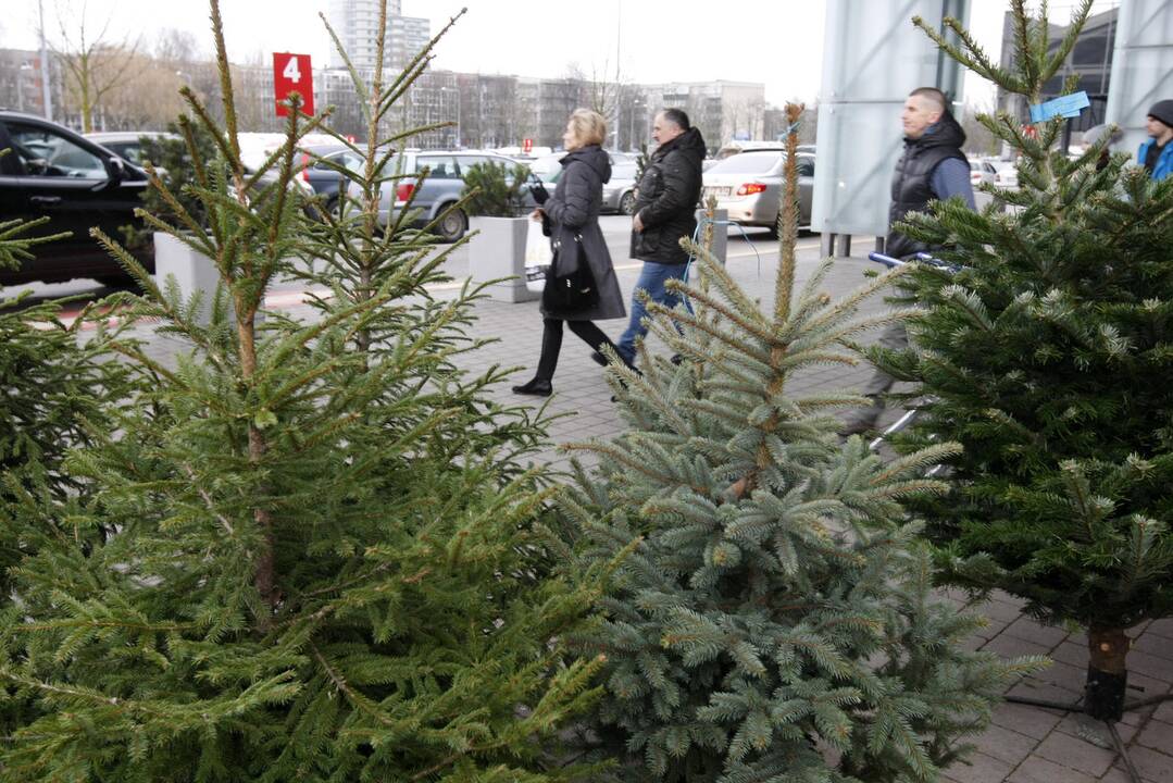 Klaipėdiečiai eglutes perka vangiai