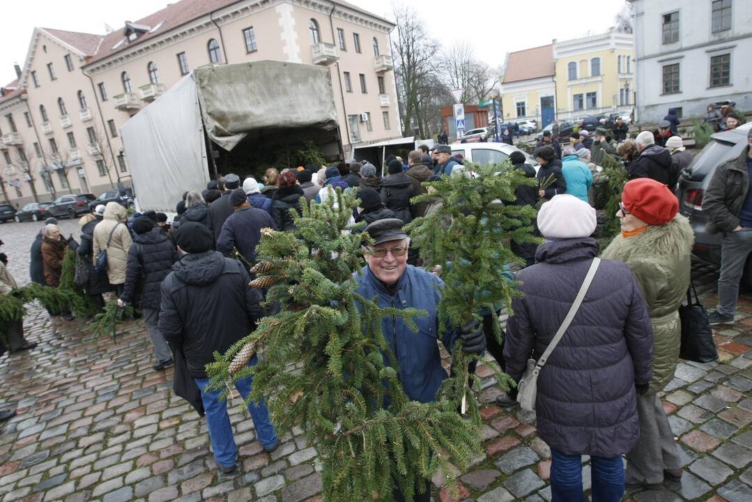 Eglės šakų dalinimas Klaipėdoje