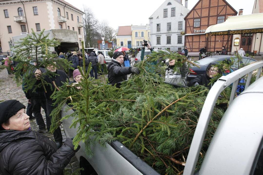 Eglės šakų dalinimas Klaipėdoje