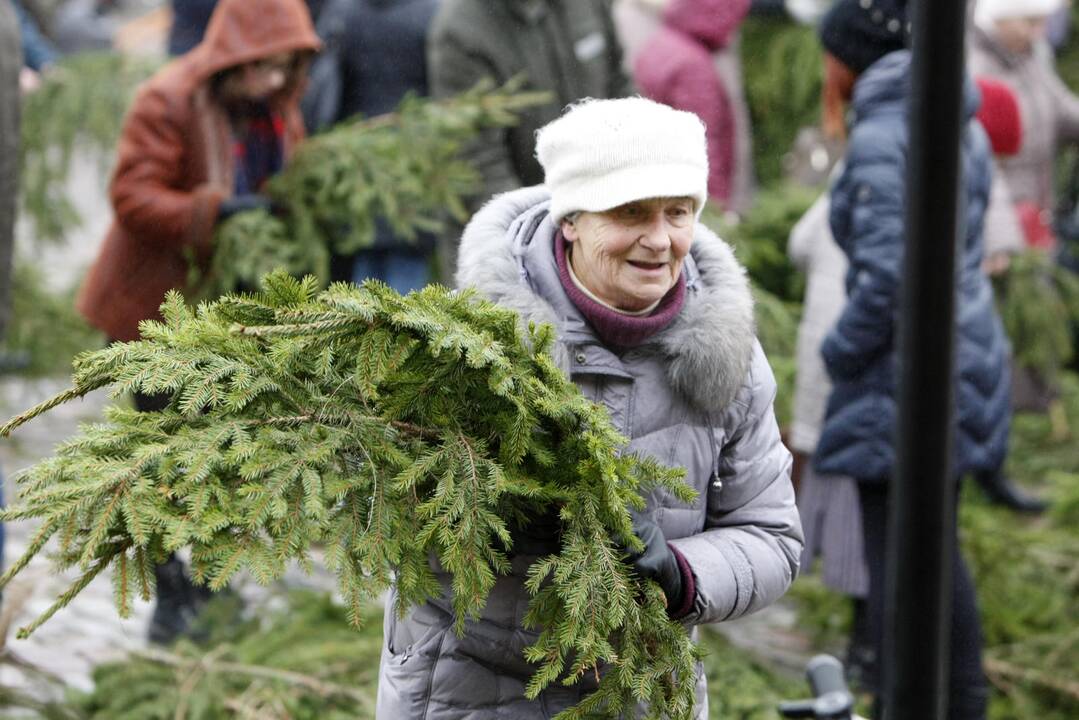 Eglės šakų dalinimas Klaipėdoje