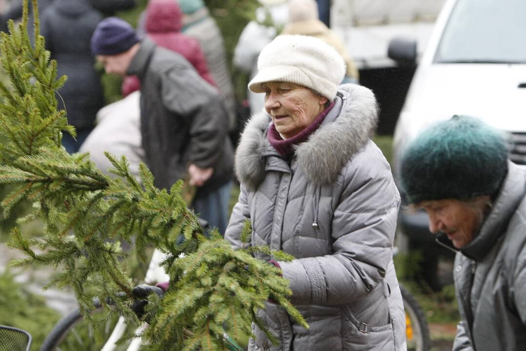 Eglės šakų dalinimas Klaipėdoje