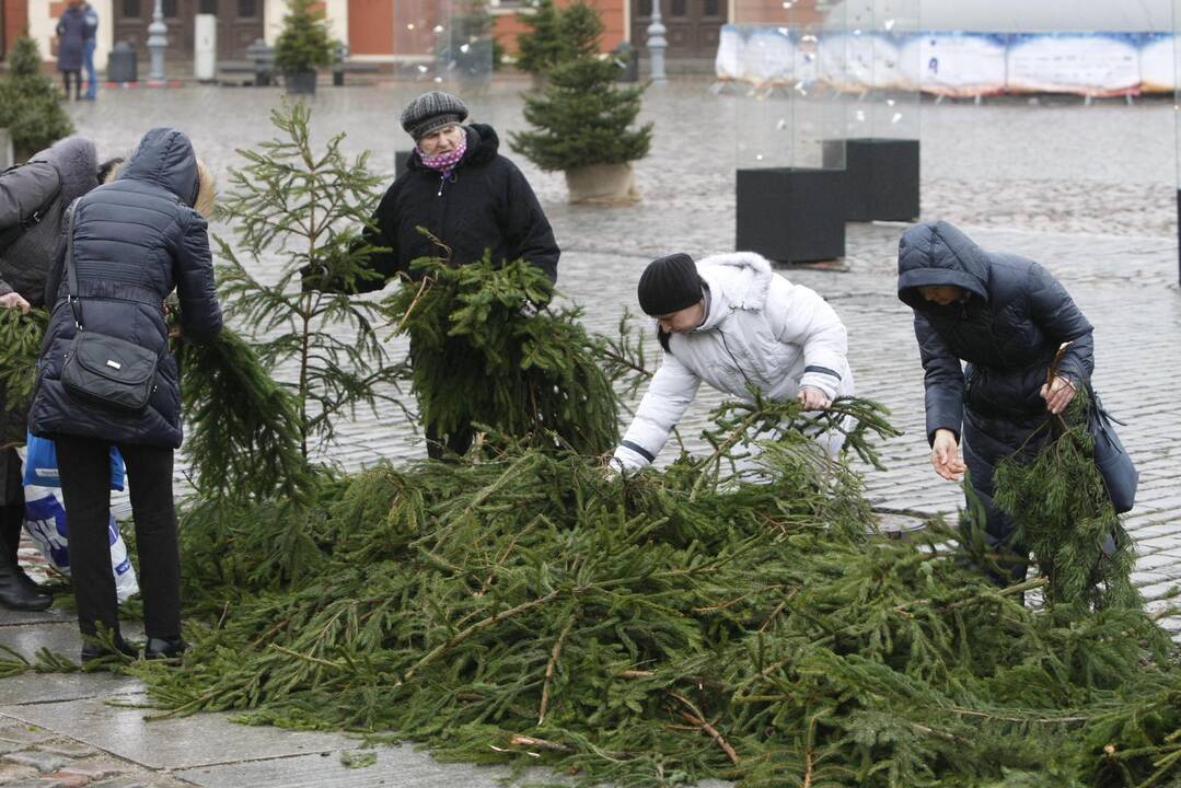 Eglės šakų dalinimas Klaipėdoje